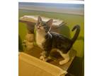 Adopt Inez a Gray, Blue or Silver Tabby Domestic Mediumhair (medium coat) cat in