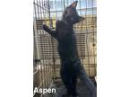 Adopt Aspen a All Black Domestic Shorthair / Mixed (short coat) cat in Surrey