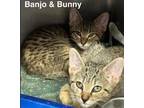 Adopt Banjo a Brown Tabby Domestic Shorthair / Mixed (short coat) cat in Surrey