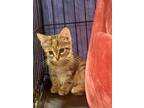 Adopt Morgan a Tiger Striped Domestic Shorthair / Mixed cat in Surrey