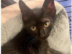 Adopt Mustang a All Black Domestic Shorthair / Mixed (short coat) cat in Surrey