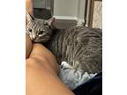 Adopt Robin a Gray or Blue Domestic Shorthair (short coat) cat in Denham