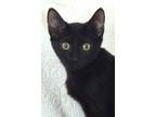Adopt Henry a All Black Domestic Shorthair / Mixed (short coat) cat in Flushing