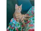 Adopt Garfield a Orange or Red Tabby Domestic Shorthair (short coat) cat in