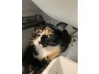 Adopt Sasha a Calico or Dilute Calico Domestic Shorthair / Mixed (short coat)