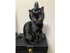 Adopt Aspen a All Black Domestic Shorthair (short coat) cat in Mansfield