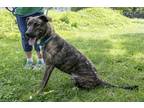 Adopt Ripken a Black Mountain Cur / Mixed dog in Terre Haute, IN (38645924)