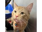 Adopt Mr. Orange a Orange or Red Domestic Shorthair / Domestic Shorthair / Mixed