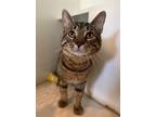 Adopt Boo a Domestic Shorthair / Mixed (short coat) cat in Hyde Park