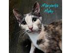 Adopt Margarita Molly a Calico or Dilute Calico Domestic Shorthair (short coat)