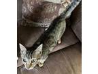 Adopt Willow a Brown Tabby Domestic Shorthair (short coat) cat in Mansfield
