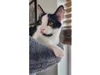 Adopt Paloma Dove a White Domestic Shorthair (short coat) cat in Portland