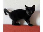 Adopt Percy a All Black Domestic Shorthair / Mixed (short coat) cat in Los