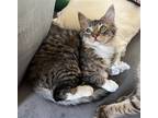Adopt Soren a Brown Tabby Domestic Longhair / Mixed cat in Dallas, TX (38831773)