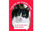 Adopt Bramble a All Black Domestic Shorthair / Domestic Shorthair / Mixed cat in