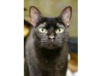 Adopt Olive a All Black Domestic Shorthair / Domestic Shorthair / Mixed cat in