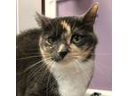 Adopt Mitzie a Domestic Short Hair