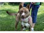 Adopt Mercy a Tan/Yellow/Fawn Husky / Mixed dog in Terre Haute, IN (38622984)