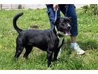 Adopt Rosie a Black Terrier (Unknown Type, Small) / Mixed dog in Terre Haute