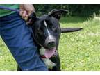 Adopt Badger a Black Terrier (Unknown Type, Medium) / Mixed Breed (Medium) /