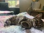 Adopt Max a Gray, Blue or Silver Tabby Domestic Shorthair / Mixed (short coat)