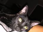 Adopt Mae Mae's Theo KITTEN a All Black Domestic Shorthair / Mixed (short coat)