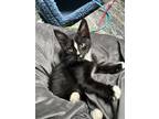 Adopt Mystic KITTEN a Black & White or Tuxedo Domestic Shorthair / Mixed (short