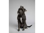 Adopt Haley a Gray/Silver/Salt & Pepper - with White Terrier (Unknown Type