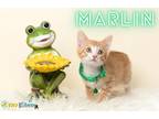 Adopt Marlin a Orange or Red Domestic Shorthair / Domestic Shorthair / Mixed cat