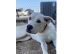 Adopt Drax a White Australian Shepherd / Mixed dog in Grove, OK (38733683)