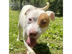 Adopt Cassie a Mixed Breed