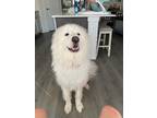 Adopt Casper a White Great Pyrenees / Golden Retriever / Mixed dog in Allen