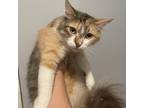 Adopt Daisy a Calico or Dilute Calico Domestic Longhair / Mixed cat in Simi