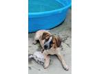 Adopt Naan a Beagle / Cattle Dog / Mixed dog in Blountville, TN (38899574)