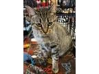 Adopt Cindy a Gray, Blue or Silver Tabby Domestic Shorthair / Mixed (short coat)