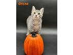 Adopt Oscar a Gray or Blue Domestic Shorthair / Domestic Shorthair / Mixed cat