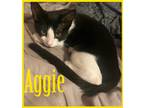 Adopt Aggie (FCID# 6/15/2023-106) a Black & White or Tuxedo Domestic Shorthair /