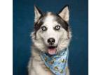 Adopt Lobo a Black Husky / Mixed dog in Caldwell, ID (38891864)