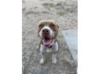 Adopt Bernie a Red/Golden/Orange/Chestnut American Pit Bull Terrier / Mixed dog