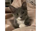 Adopt Jules a Gray or Blue Domestic Shorthair / Mixed cat in Lantana
