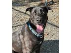 Adopt Rocky a Labrador Retriever / German Shepherd Dog / Mixed dog in Elmsford