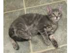 Adopt Peter a Gray, Blue or Silver Tabby Domestic Shorthair / Mixed (short coat)