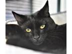 Adopt Charlie a All Black Domestic Shorthair / Mixed (short coat) cat in