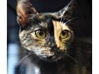 Adopt Tirzah a Tortoiseshell Domestic Shorthair / Mixed (short coat) cat in