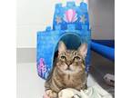 Adopt Sam a Gray or Blue Domestic Shorthair / Domestic Shorthair / Mixed cat in