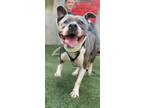 Adopt Kurt a Gray/Blue/Silver/Salt & Pepper American Pit Bull Terrier / Mixed