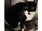 Adopt Domino a Domestic Shorthair / Mixed (short coat) cat in Crystal Lake