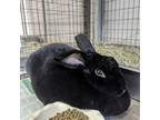 Adopt Buns a Black Rex / Other/Unknown / Mixed rabbit in Largo, FL (38879572)