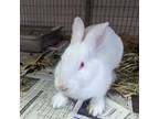 Adopt Hydro a White American / Other/Unknown / Mixed rabbit in Largo