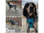 Adopt Oreo a Black Bluetick Coonhound / Mixed dog in Crawfordsville
